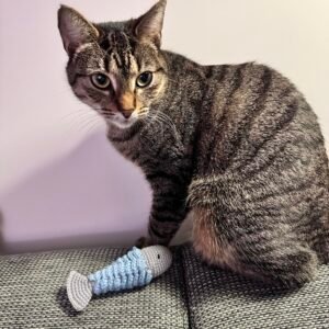 Kattenspeeltje vis groot