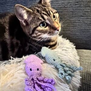 Kattenspeeltje inktvis