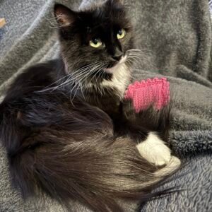 Kattenspeeltje ravioli